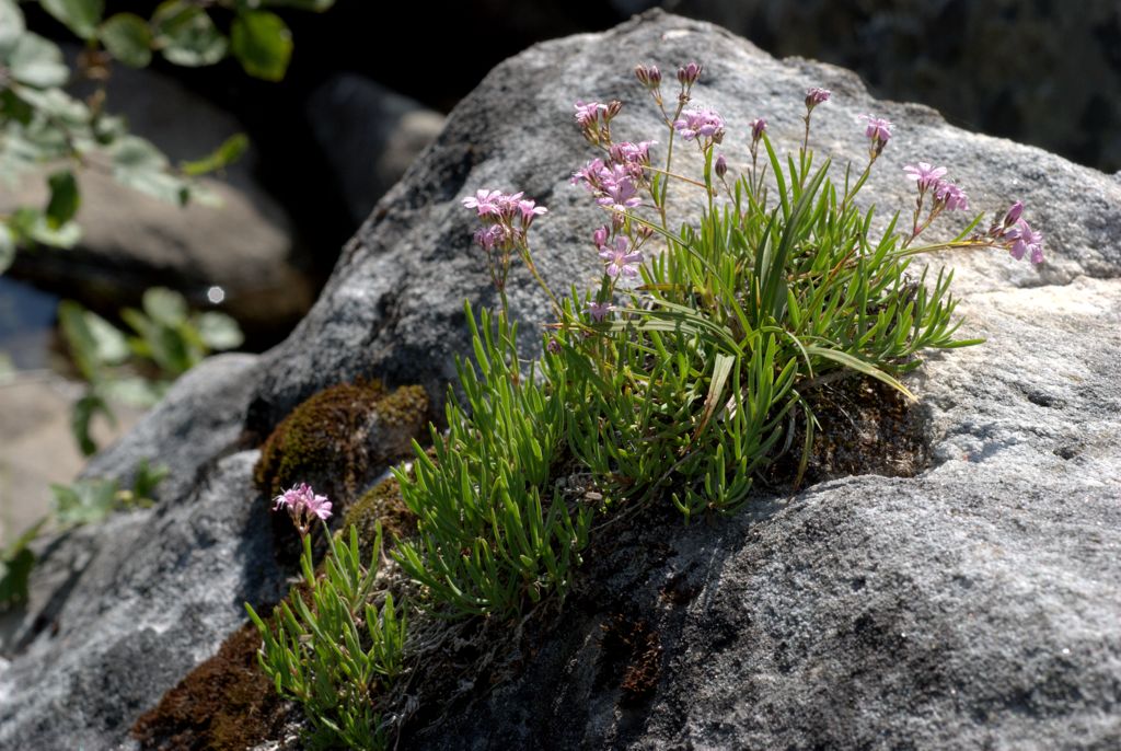 Gypsophila repens / Gipsofila strisciante
