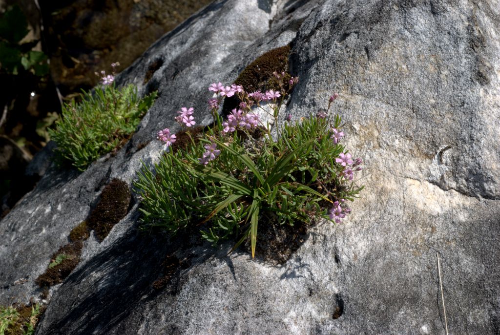 Gypsophila repens / Gipsofila strisciante