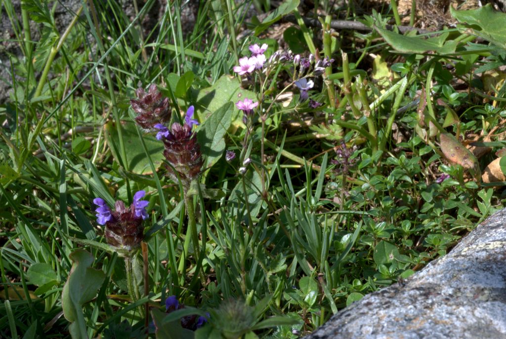 Gypsophila repens / Gipsofila strisciante