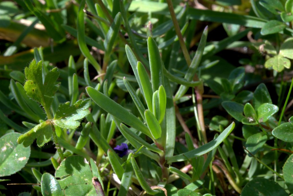 Gypsophila repens / Gipsofila strisciante