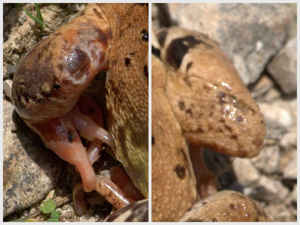 Rana da determinare - Rana temporaria