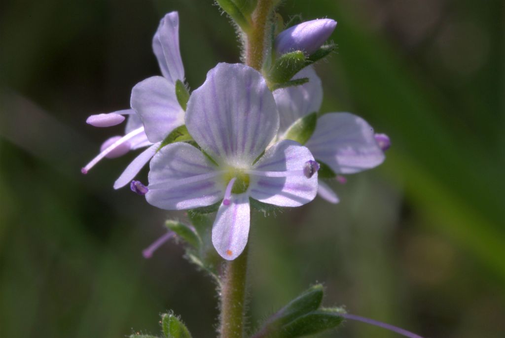 Veronica officinalis / Veronica officinale
