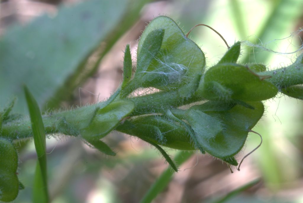 Veronica officinalis / Veronica officinale