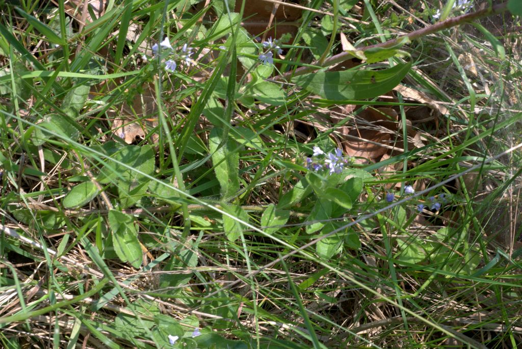 Veronica officinalis / Veronica officinale