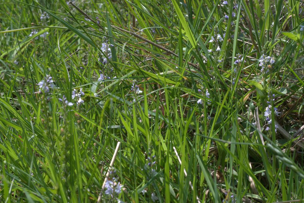 Veronica officinalis / Veronica officinale