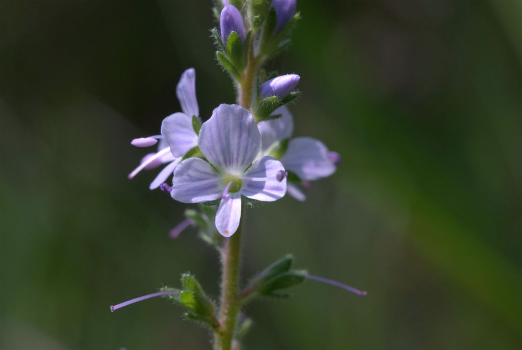 Veronica officinalis / Veronica officinale