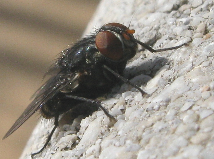 aggiornamento Synthesiomyia nudiseta (Muscidae)