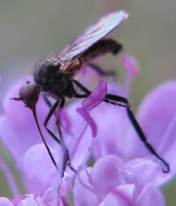 Empis (Euempis) tessellata (Empididae)