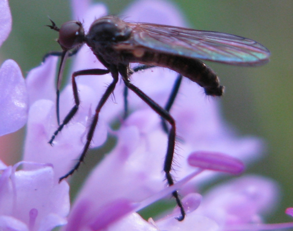 Empis (Euempis) tessellata (Empididae)