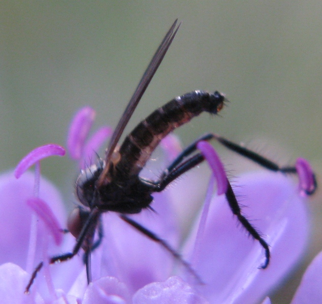 Empis (Euempis) tessellata (Empididae)