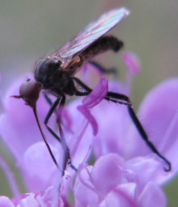 Empis (Euempis) tessellata (Empididae)