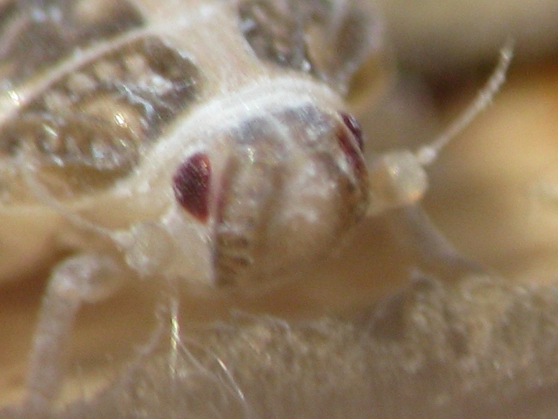 altre ninfe..Famiglia Achilidae, Cixidia sp. dalla Campania