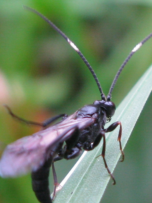 Ichneumonidae (Ichneumoninae)