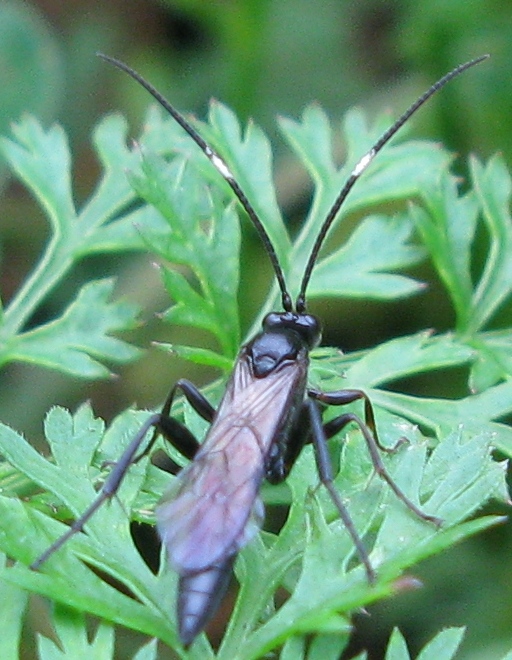 Ichneumonidae (Ichneumoninae)