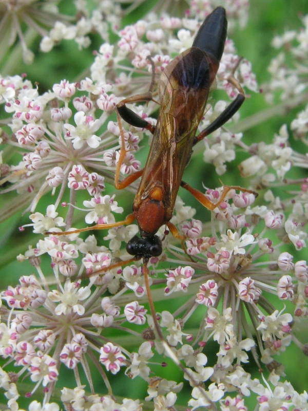 Amblyteles armatorius e Ctenochares bicolorus(Ichneumonidae)