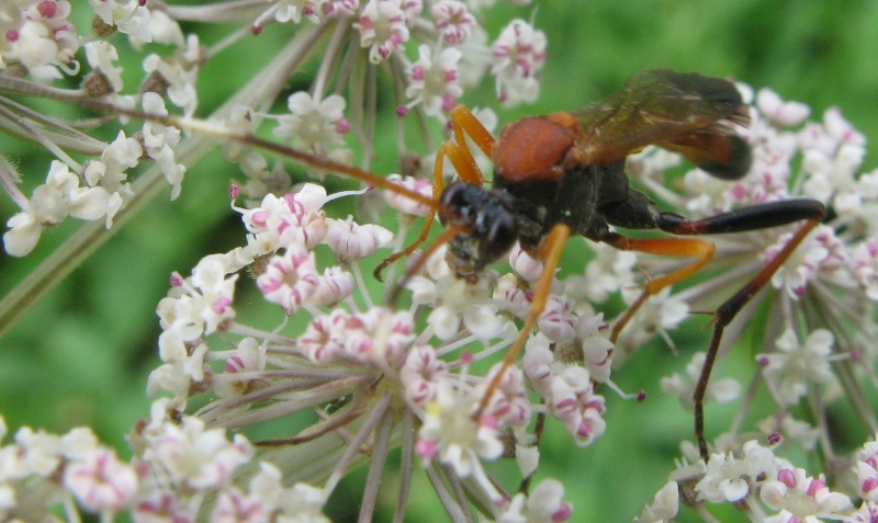Amblyteles armatorius e Ctenochares bicolorus(Ichneumonidae)