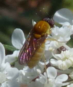 Cephalodromia sp.