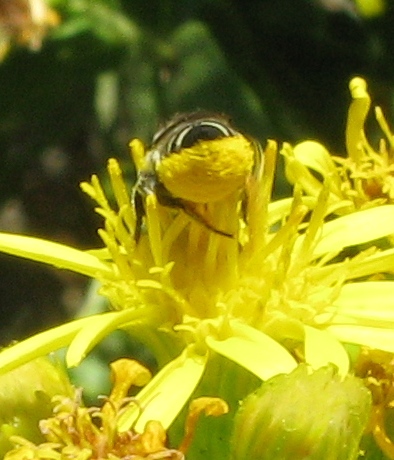 femmina di Megachile sp.