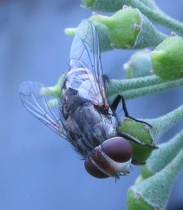 Miltogramma ?
