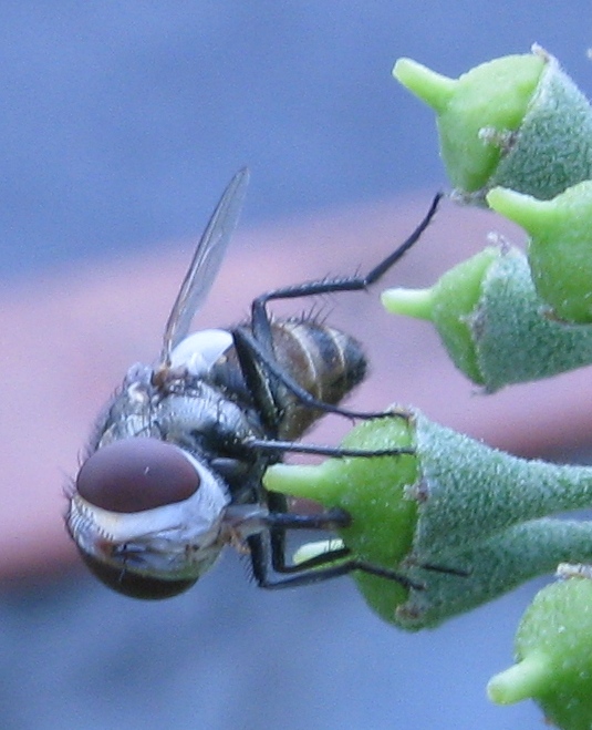 Miltogramma ?