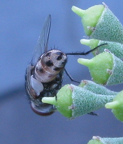 Miltogramma ?