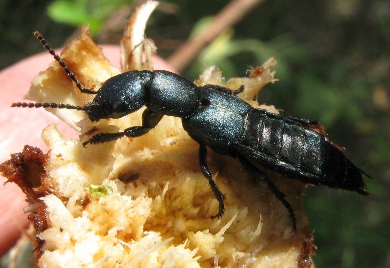 Ocypus ophtalmicus