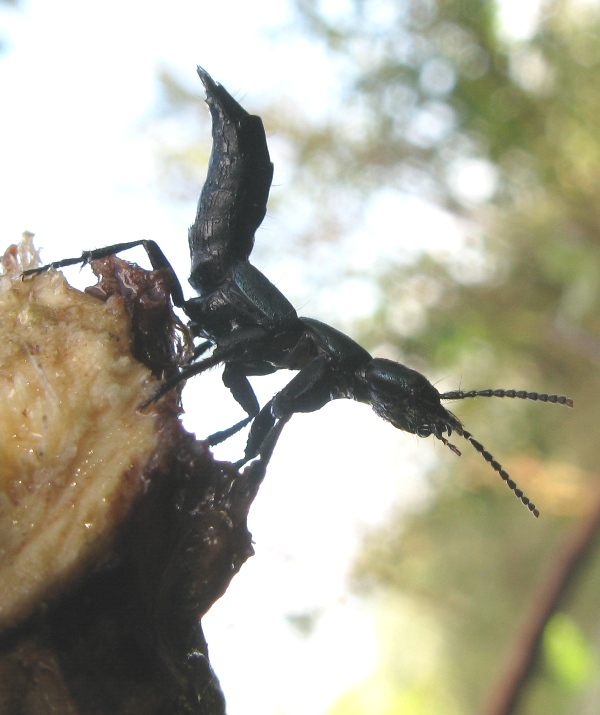 Ocypus ophtalmicus