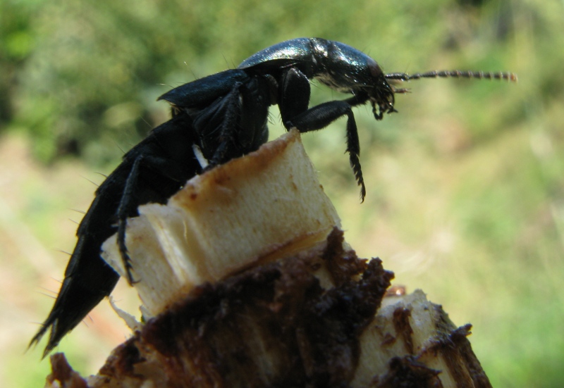Ocypus ophtalmicus