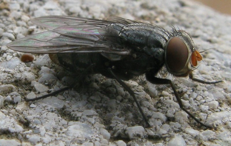 aggiornamento Synthesiomyia nudiseta (Muscidae)