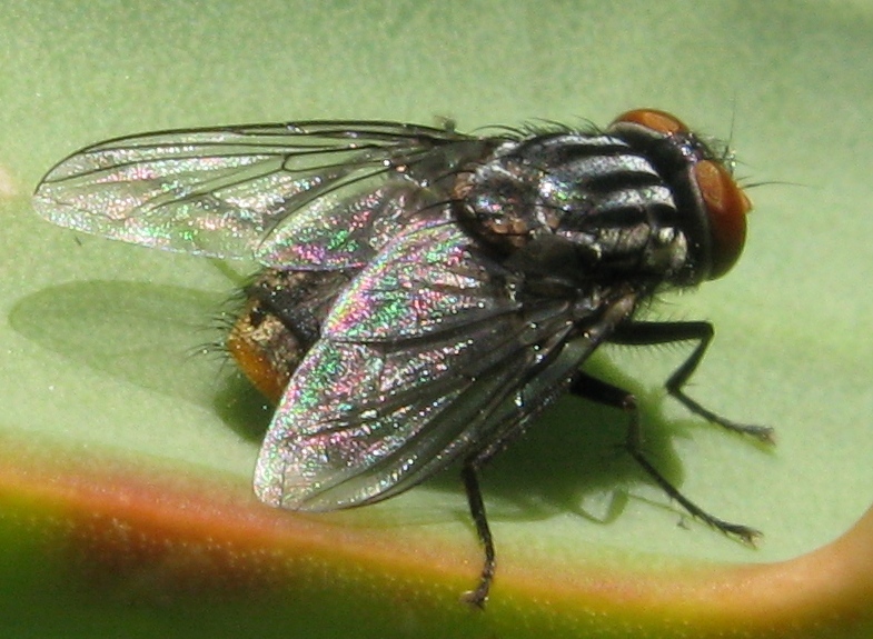 aggiornamento Synthesiomyia nudiseta (Muscidae)