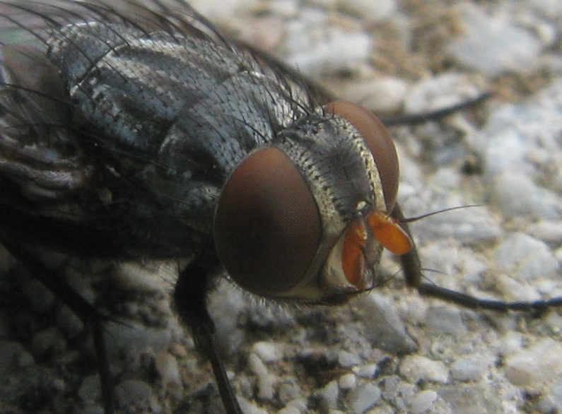 aggiornamento Synthesiomyia nudiseta (Muscidae)