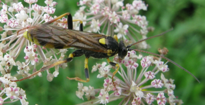 Amblyteles armatorius e Ctenochares bicolorus(Ichneumonidae)