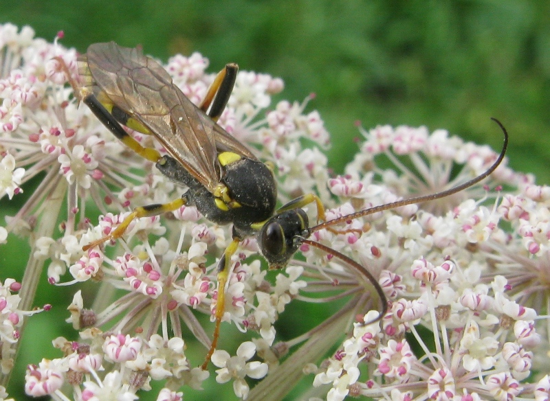 Amblyteles armatorius e Ctenochares bicolorus(Ichneumonidae)