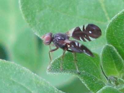 Aciura coryli (Tephitidae)