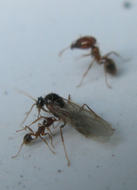 Sciamatura Pheidole pallidula
