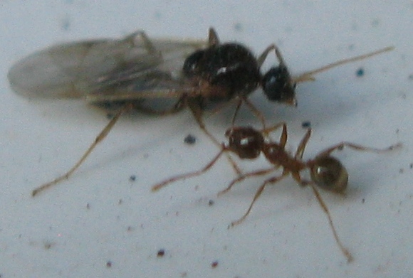 Sciamatura Pheidole pallidula