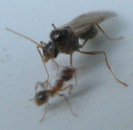 Sciamatura Pheidole pallidula
