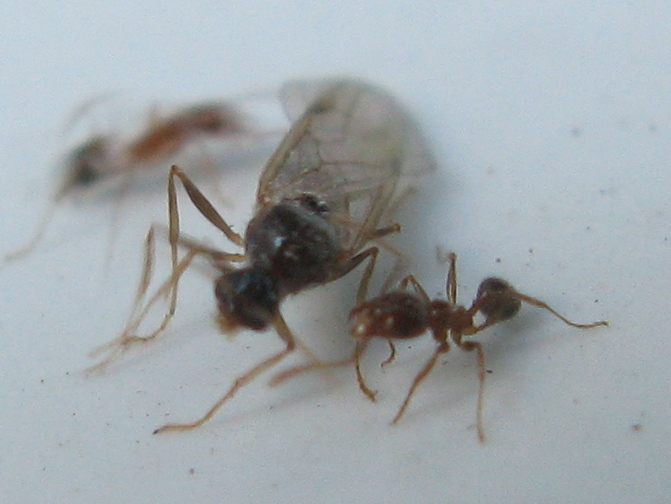 Sciamatura Pheidole pallidula