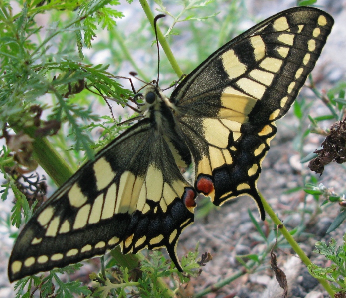 Papilio machaon