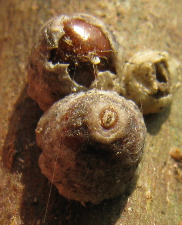 Ceroplastes rusci (=nerii)