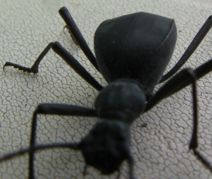 Elenophorus  collaris (Tenebrionidae)