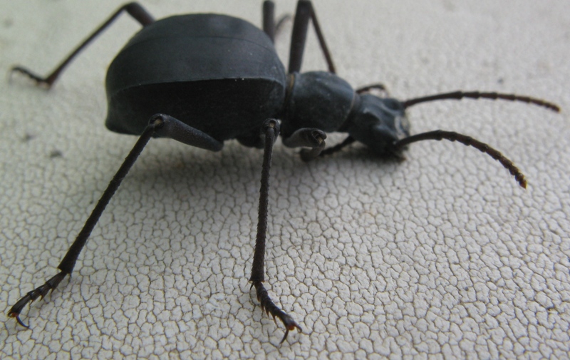 Elenophorus  collaris (Tenebrionidae)