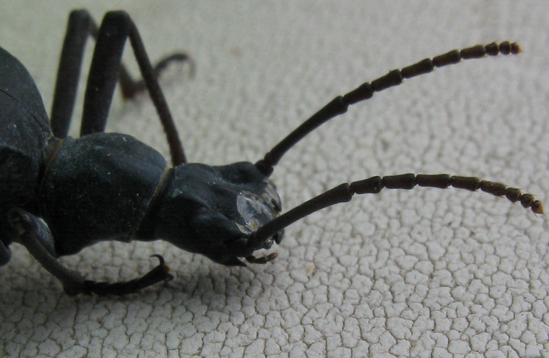 Elenophorus  collaris (Tenebrionidae)