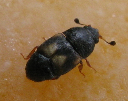 coleotterino.. Carpophilus hemipterus (Nitidulidae)