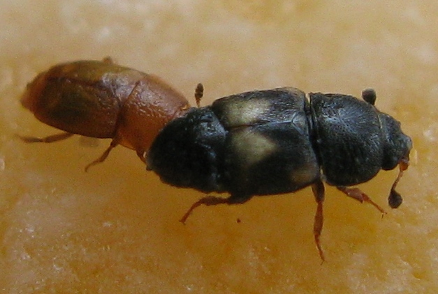 coleotterino.. Carpophilus hemipterus (Nitidulidae)