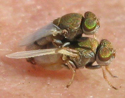 Hecamede albicans (Ephydridae).