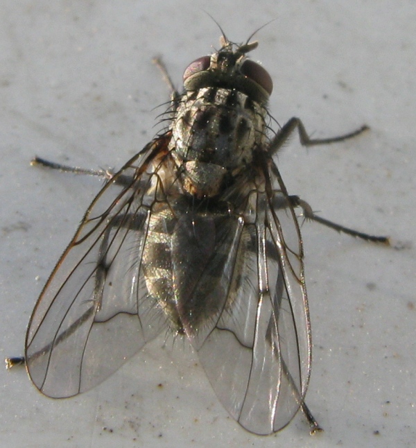 Phaonia ?