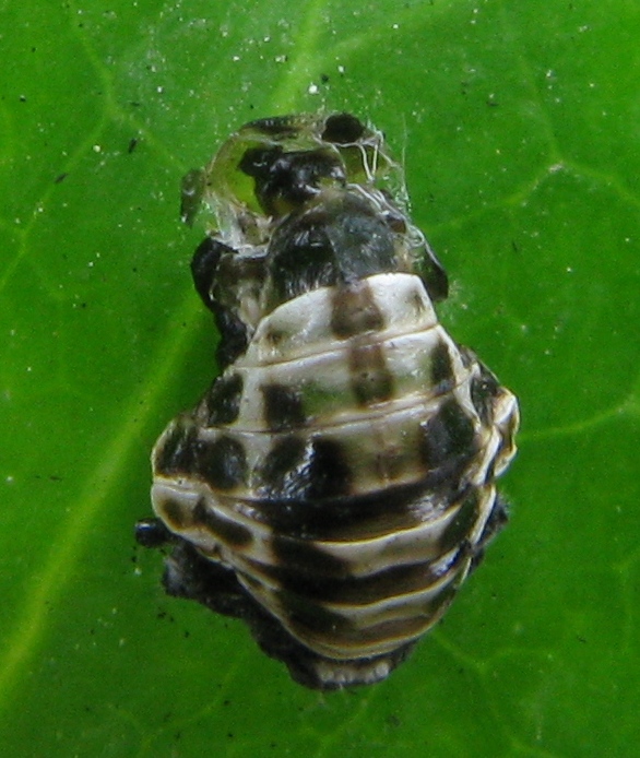 misterioso hangar: exuvia di pupa di Coccinellidae