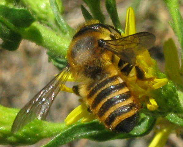 Osmia aurulenta ?No. Megachile sp.