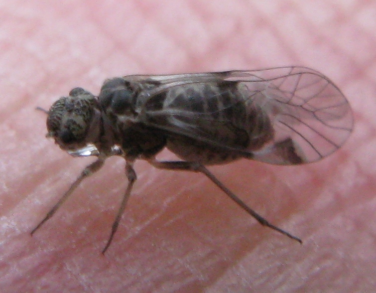 Psocoptera